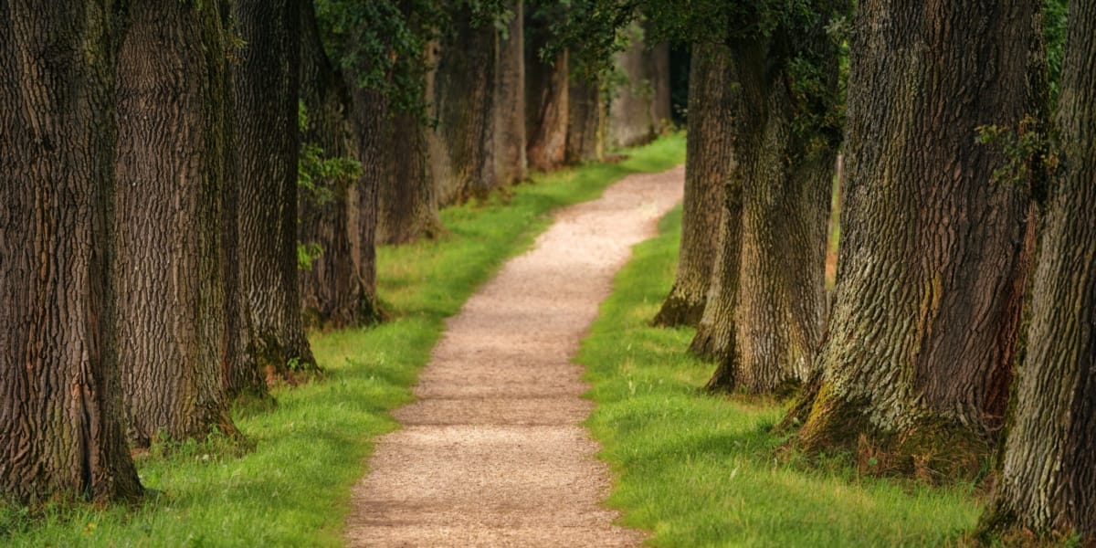 pathway through trees scaled 1